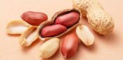 Early exposure to peanuts in infancy could see allergy ‘plummet’